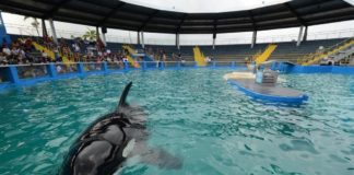 Liberarán a la orca Lolita en sus «aguas natales» después de 50 años en el Miami Seaquarium
