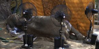 Muere Noor Jehan, uno de los últimos elefantes cautivos de Pakistán: Tenía 17 años