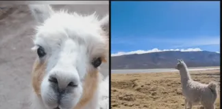 Chilca, la llamita rescatada que sigue creciendo hermosa y feliz