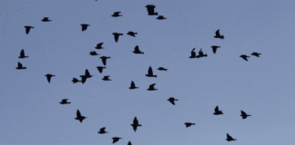 Colmevet Maule hace llamado a mantener medidas por Influenza Aviar evitando el contacto con aves muertas o enfermas