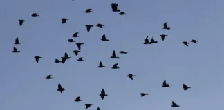 Colmevet Maule hace llamado a mantener medidas por Influenza Aviar evitando el contacto con aves muertas o enfermas