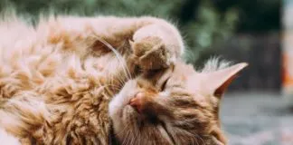 ¿Cómo adoptar un felino senior y no morir en el intento ?