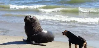 ¿Cómo cuidar a nuestros animales de compañía frente al aumento de casos de gripe aviar en Chile?