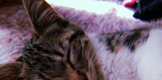 La lucha de una familia para sacar adelante a Nozomi Sen, joven gatita con dolencias y un diagnóstico de salud incierto