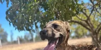 Preocupante: Desalojarán parcela que alberga a más de 300 perros del Refugio Matpet, luego del no pago del arriendo