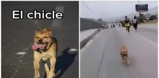 ‘Chicles’, el perro mestizo que decidió ser maratonista, causa revuelo en tik tok