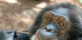 Bubbles, el chimpancé rescatado por Michael Jackson, festejó a lo grande sus 40 años