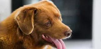Bobi, el perro más longevo del mundo, cumplió 31 años: Le cuesta caminar, ve poco y duerme mucho