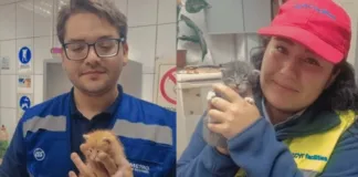Una historia triste con un final feliz: dos gatos abandonados en estación del Metro de Santiago fueron adoptados por sus trabajadores