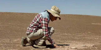 Fósiles del antepasado del perro ratifican presencia de cánidos en la Pampa del Tamarugal hace 14 mil años