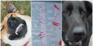 Colmevet Coquimbo- La Serena repudia hecho de maltrato animal y exige cumplimiento de normativas de experimentación animal en universidades