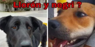Despiden a cuatro personas de la Universidad del Alba, tras asesinato de dos perros comunitarios que fueron utilizados en clases de anatomía
