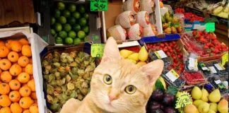 Los gatos, ¿pueden comer frutas y/o verduras?