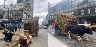 Denuncian maltrato animal en el centro de Temuco