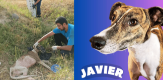 La historia de Javier, un perro galgo rescatado tras ser atropellado que hoy busca un hogar