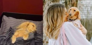 Mujer compra a su perrihija pasaje en primera clase y se vuelve la envidia de algunos cibernautas