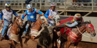 Denuncian el desarrollo de cruel práctica de maltrato animal proveniente de Venezuela que llegó a Chile, llamada coleo