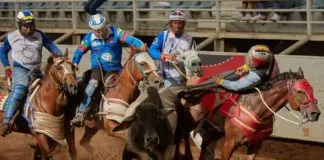 Denuncian el desarrollo de cruel práctica de maltrato animal proveniente de Venezuela que llegó a Chile, llamada coleo