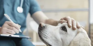 Ante alerta de casos en Reino Unido: Colmevet señala que brucelosis canina tiene baja incidencia en Chile
