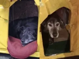 Harán nueva marcha exigiendo justicia, tras el asesinato de los perritos comunitarios Caballita y Viejito en Valdivia