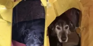 Harán nueva marcha exigiendo justicia, tras el asesinato de los perritos comunitarios Caballita y Viejito en Valdivia