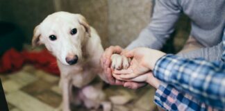 Ayúdalos a seguir ayudando, ¡sumándote como voluntario de la Fundación Arca ¡