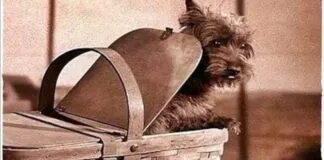 Canes en el cine: El perrito de Dorothy en «El mago de Oz», es uno de los mas famosos de la historia del cine
