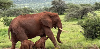 «Muy poco común»: Nacen elefantas gemelas en reserva natural en Kenia