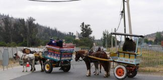 «Tú haces la manda, no tu caballo», el llamado de la Municipalidad de Casablanca para no asistir con animales a la Peregrinación de Lo Vásquez