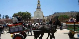 Colmevet hace llamado a ser responsables con la presencia de animales a sólo horas de iniciarse una nueva Peregrinación a Lo Vásquez