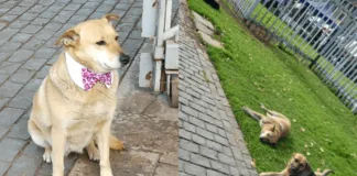 Denuncian que perritos comunitarios habitantes del Congreso en Valparaíso hace años fueron desalojados del lugar