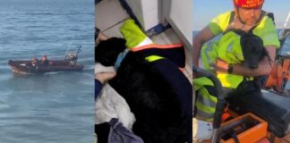 Rescatan a perrito que había caído al mar en Valparaíso