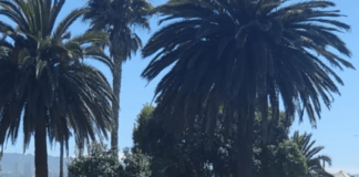 Denuncian que, pese a estar prohíbidos, continúan los paseos a caballos o ponys en la Plaza Colombia de Viña del Mar