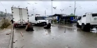 Trío de lobos marinos protagonizan protesta de pescadores en Valparaíso