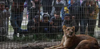 No tienen comida y varios han muerto: El drama de los animales del zoológico de Gaza en medio de la guerra