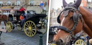 Los tradicionales carruajes turísticos de Bruselas cambiarán sus caballos por baterías