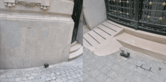 Denuncian envenenamiento masivo de palomas en Santiago Centro