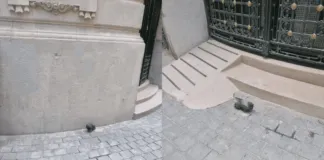 Denuncian envenenamiento masivo de palomas en Santiago Centro