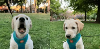 La lucha de dos cachorros quer fueron rescatados del abandono y hoy buscan una familia responsable