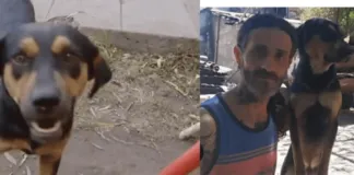 Perrito salva a su humano y a un gatito de morir en un incendio
