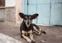 Del abandono al hogar: el quiltro chileno gana protagonismo como símbolo de resiliencia y compañía