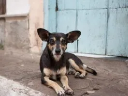 Colmevet Atacama llama a la calma ante información de posible brote de distemper