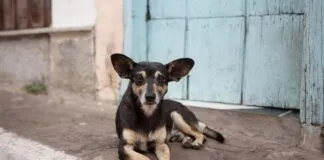 Colmevet Atacama llama a la calma ante información de posible brote de distemper