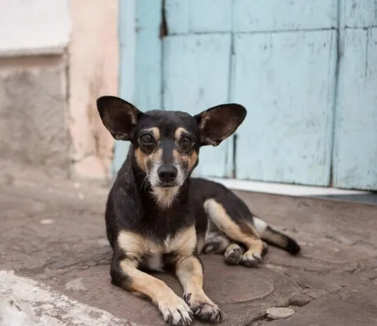 Fauna silvestre y ganado: Más allá de los perros ferales (Opinión)