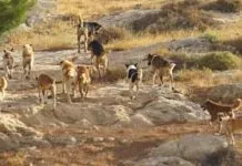 Preocupante: Presentan nuevo proyecto de ley que busca establecer medidas de prevención y control de riesgos frente a los mal llamados perros asilvestrados