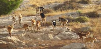 “La Ley de Caza de perros asilvestrados es un retroceso para la sociedad”, señaló Diputado Ricardo Cifuentes en La Serena