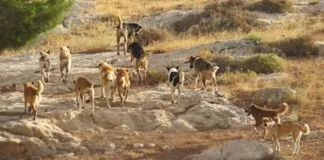 “La Ley de Caza de perros asilvestrados es un retroceso para la sociedad”, señaló Diputado Ricardo Cifuentes en La Serena
