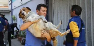 Ellos también cuentan: Veterinarios se despliegan a lo largo del país en pro de los animales afectados por los incendios forestales
