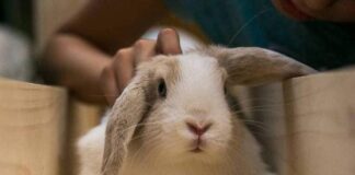 ¿Necesitas apoyo de un abogado?, ¡contrata los servicios de Bunny Lovers y aporta al trabajo en pro del rescate de los conejos abandonados¡
