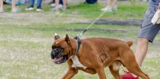 Asociación de Veterinarios rechazan la amputación de los animales de compañía por estética o comportamiento